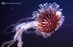 0124_jellyfish
