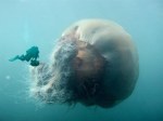 giant_jellyfish