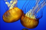 jellyfish-4